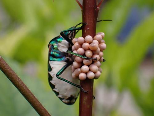 Tectocoris diophthalmus